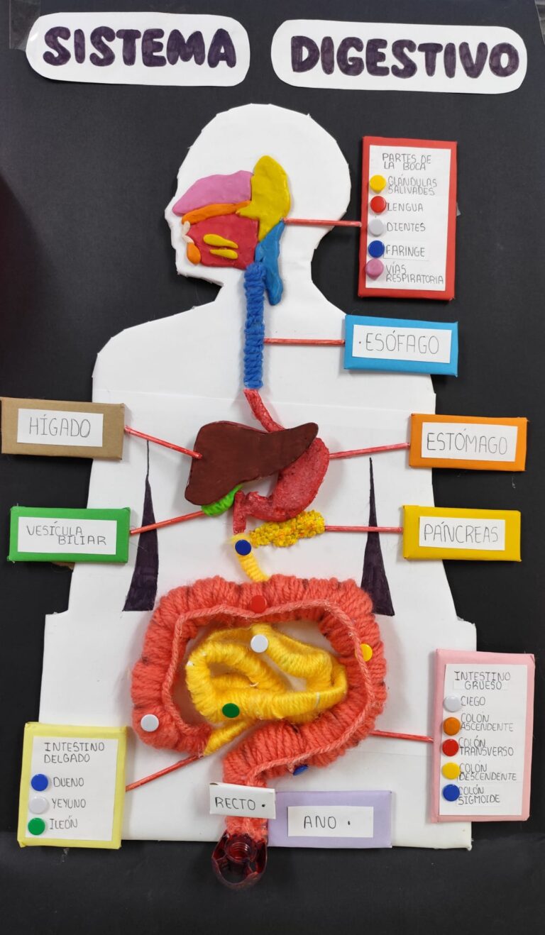 Anatomía y Fisiología Humana